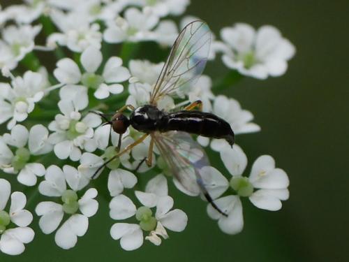 Empis nigritarsis